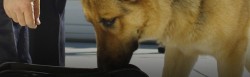 dog-handler